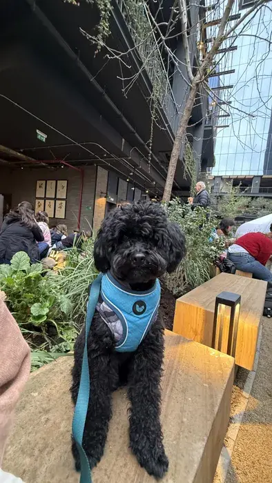 Foto de Oreo