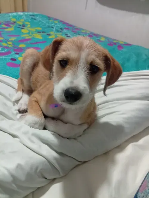 Foto de Kira