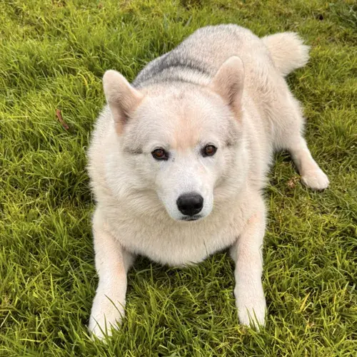 Apolo