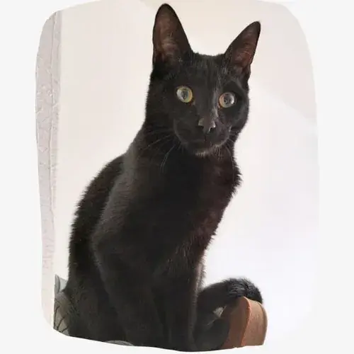 Erizo
