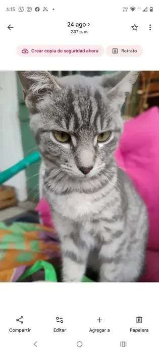 Bennito