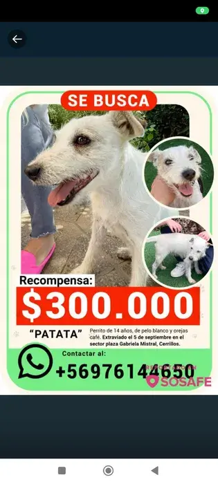 Patata