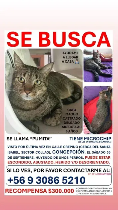 Pumita