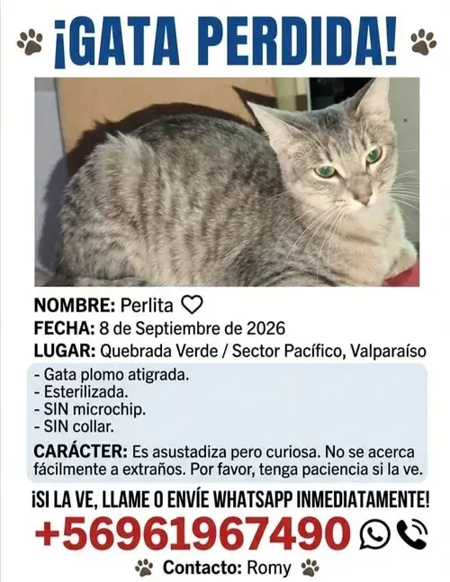 Perlita