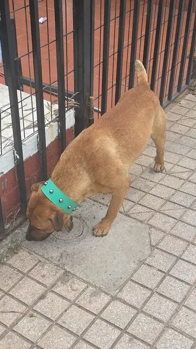 Perro
