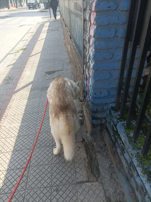 Foto del servicio