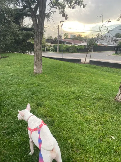 Foto del servicio