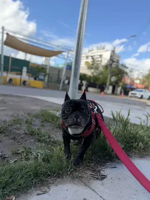 Foto del servicio