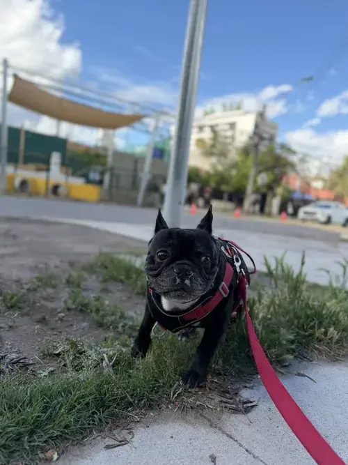 Foto del servicio