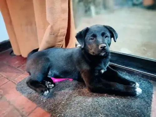 Foto de Gori
