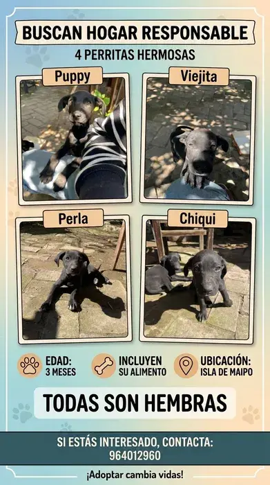 Foto de 4 cachorras